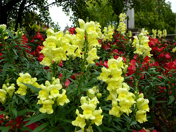 Flores amarelas de boca-de-leão