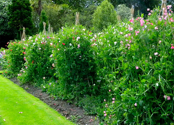 Jardim com ervilhas-de-cheiro ou ervilhas-cheirosas