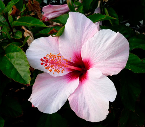 Hibisco com flor bicolor rosa-claro e rosa-escuro