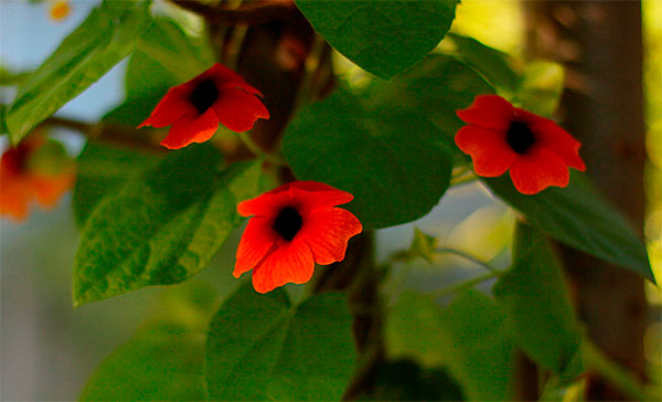 Amarelinha ou thunbergia com flores vermelhas