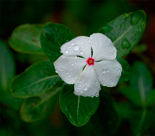 Vinca-de-madagáscar ou boa-noite com flor branca