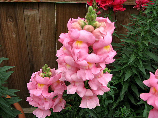 Flores de boca-de-leão cor-de-rosa