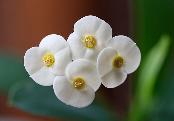Flor branca de coroa-de-cristo