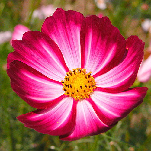 Flor rosa e branca de cosmos
