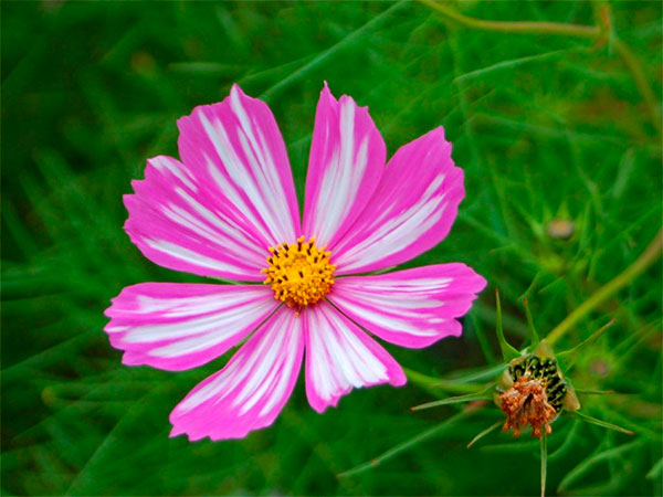 Flor com lígulas brancas e rosa de cosmos