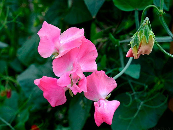 Flores cor-de-rosa de ervilha-de-cheiro ou ervilha-cheirosa