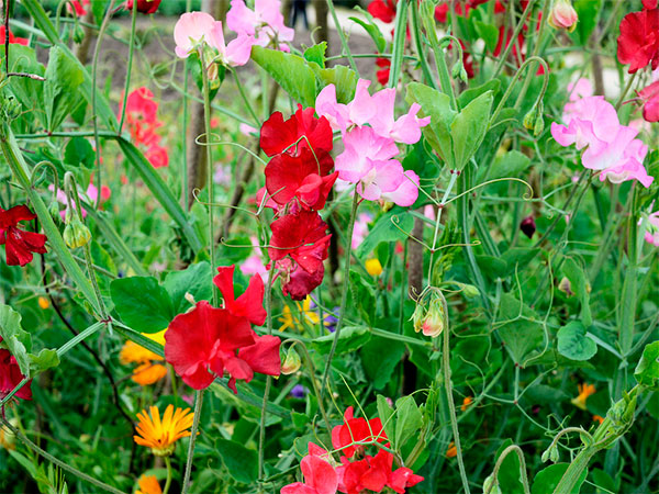Flores vermelhas e rosas de ervilha-de-cheiro ou ervilha-cheirosa