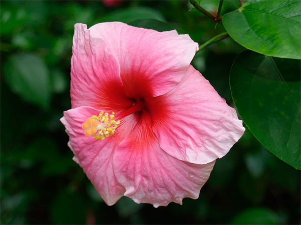 Hibisco com flor cor-de-rosa