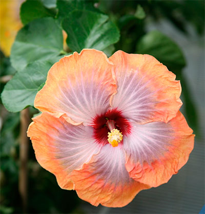 Hibisco com flor bicolor