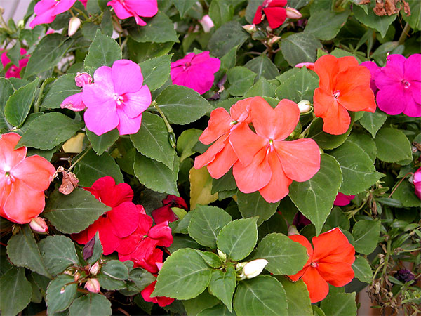 Impatiens ou maria-sem-vergonha