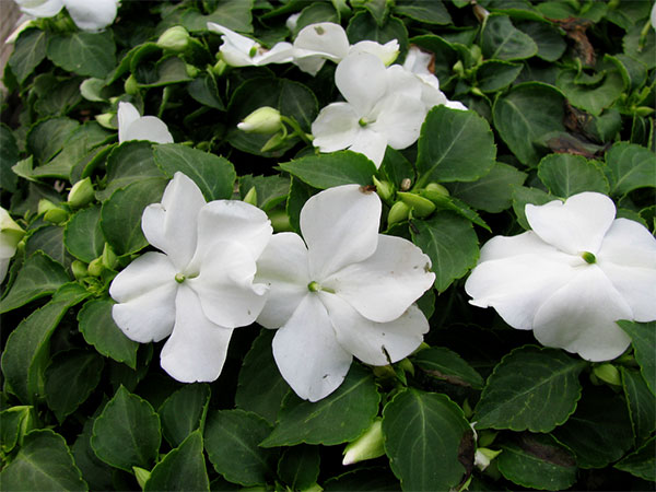 Flores brancas de impatiens ou maria-sem-vergonha