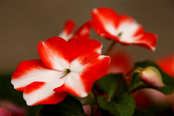 Flores bicolores de impatiens ou maria-sem-vergonha