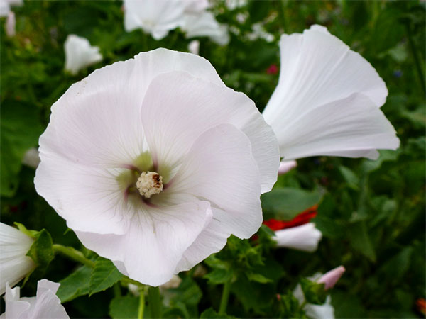 Lavatera-de-três-meses com flores brancas