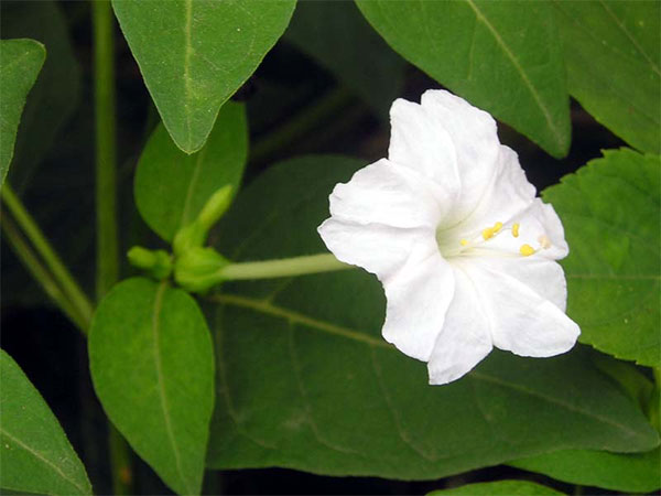 Flor branca de bela-da-noite ou maravilha-do-peru
