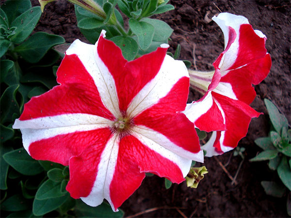 Petúnia de flores vermelhas com listas brancas