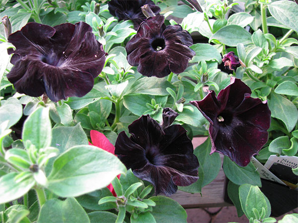 Petúnia de flores quase negras