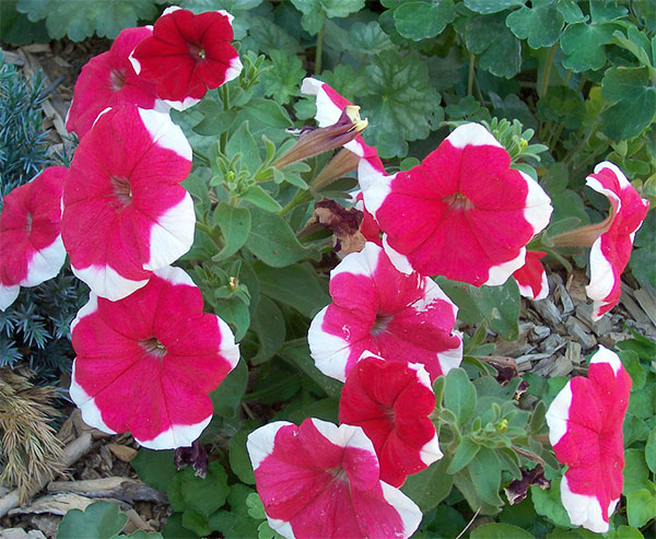 Petúnia de flores vermelhas com pontas brancas