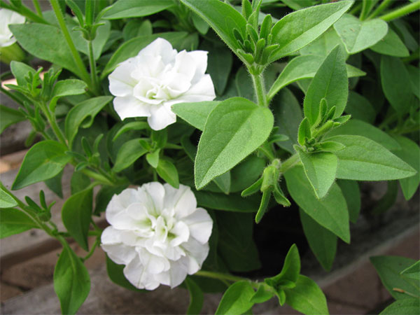 Petúnia com flores brancas dobradas