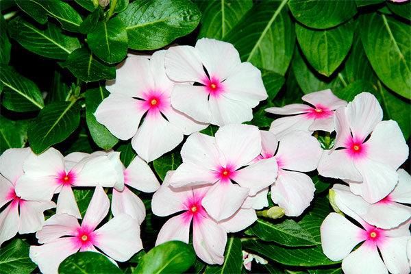 Vinca-de-madagáscar ou boa-noite com flores brancas e centro rosado