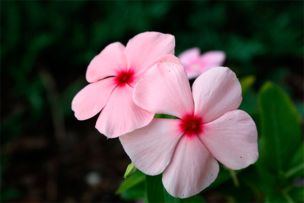 Vinca-de-madagáscar ou boa-noite com flores cor-de-rosa