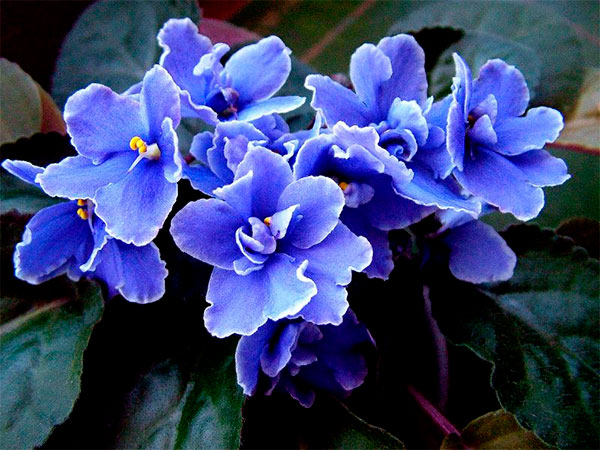 Violeta-africana com flores azuis