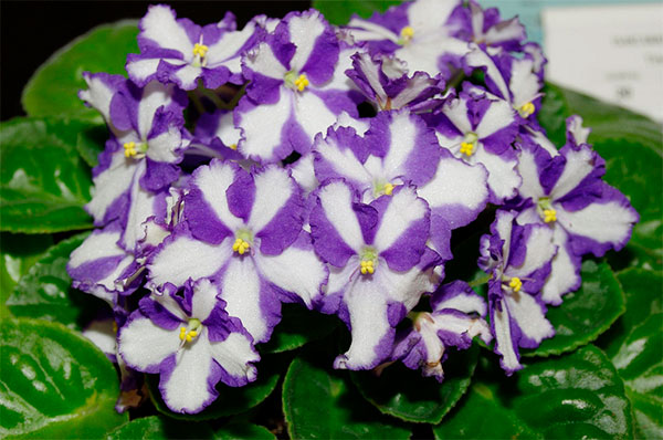 Violeta-africana com flores bicolores